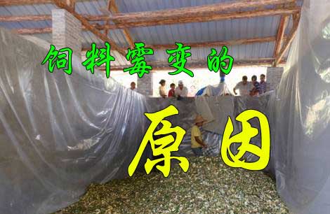 飼料又發(fā)霉了， 到底是咋回事？